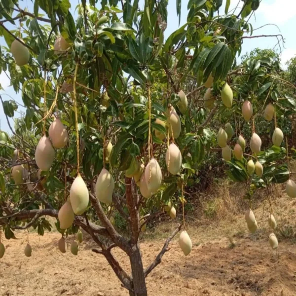 Totapuri Mango Aam Grafted Fruit Live Plant - Image 2