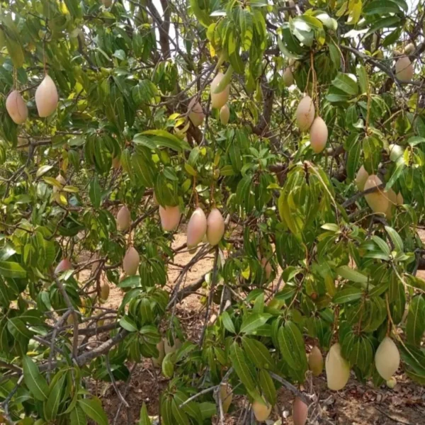 Totapuri Mango Aam Grafted Fruit Live Plant - Image 3