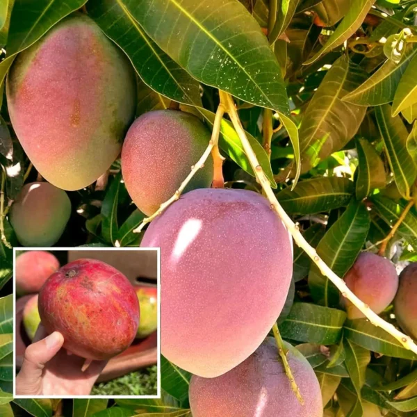 American Kent Mango Aam Grafted Fruit Live Plant