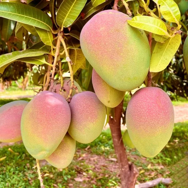American Kent Mango Aam Grafted Fruit Live Plant - Image 2