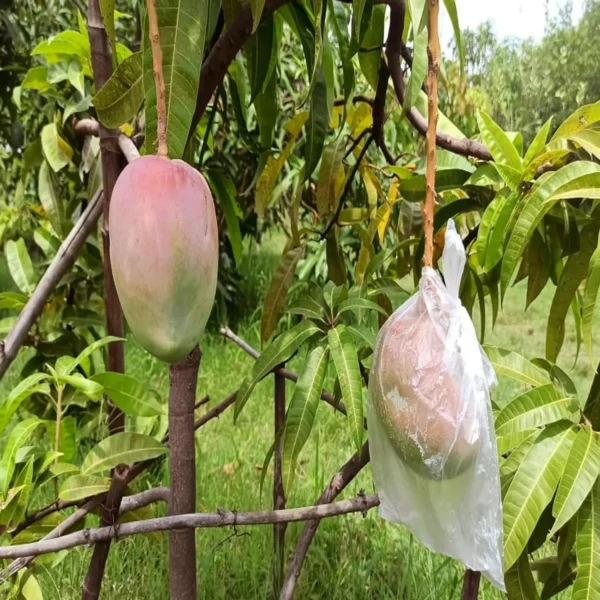 American Kent Mango Aam Grafted Fruit Live Plant - Image 3