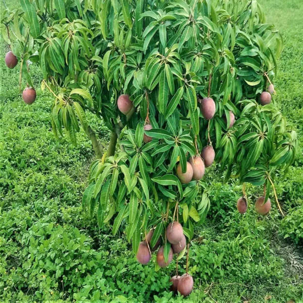American Kent Mango Aam Grafted Fruit Live Plant - Image 4