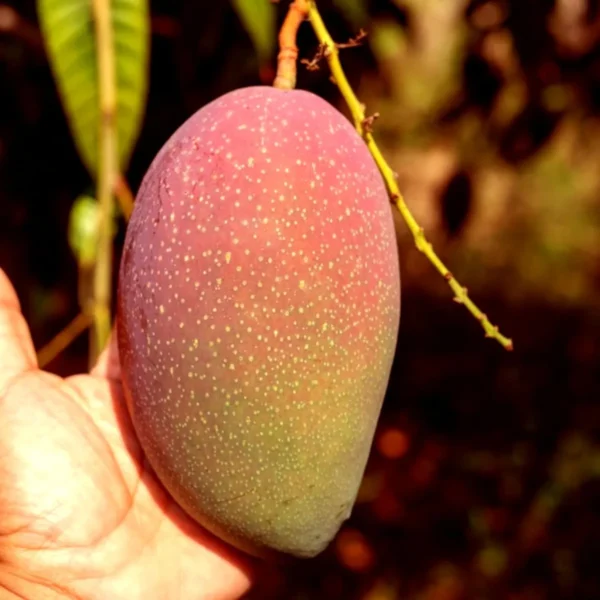 Osteen Mango Aam Grafted Fruit Live Plant - Image 2