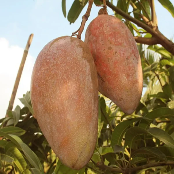 Osteen Mango Aam Grafted Fruit Live Plant - Image 3