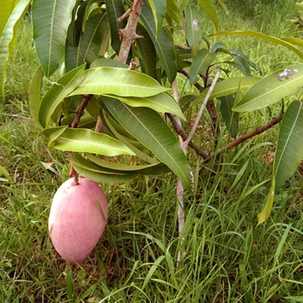 Osteen Mango Aam Grafted Fruit Live Plant - Image 4
