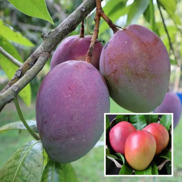 Tommy Atkins All Time Mango Mango Aam rafted Fruit Live Plant