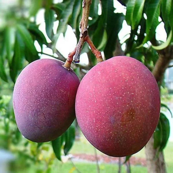 Tommy Atkins All Time Mango Mango Aam rafted Fruit Live Plant - Image 2