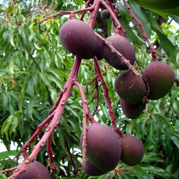 Tommy Atkins All Time Mango Mango Aam rafted Fruit Live Plant - Image 3