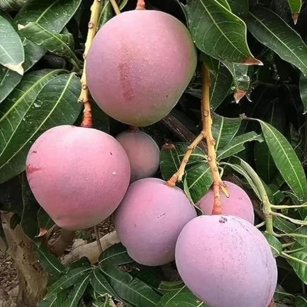Tommy Atkins All Time Mango Mango Aam rafted Fruit Live Plant - Image 4