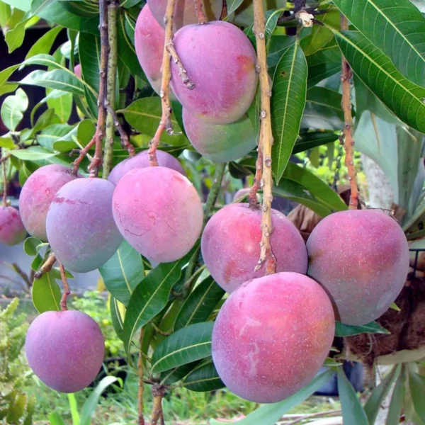 Tommy Atkins All Time Mango Mango Aam rafted Fruit Live Plant - Image 5