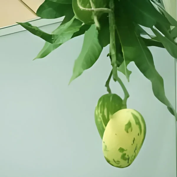 Variegated Mango Aam Grafted Fruit Live Plant - Image 2