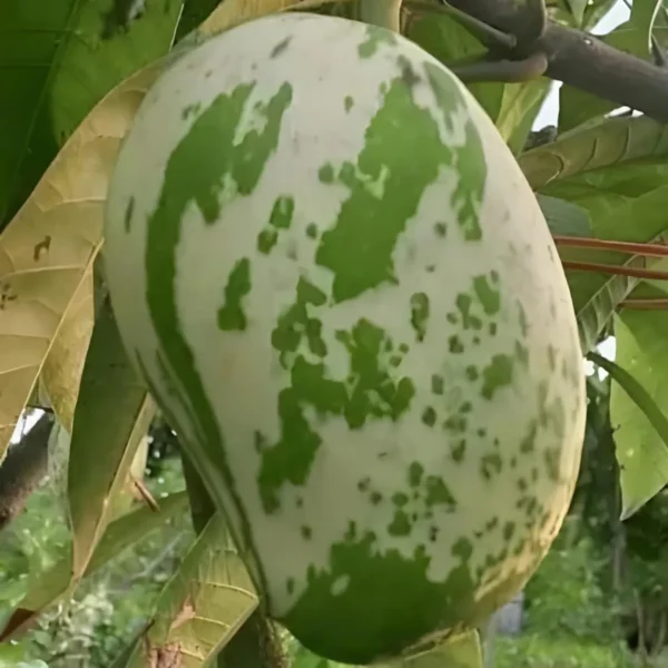 Variegated Mango Aam Grafted Fruit Live Plant - Image 3