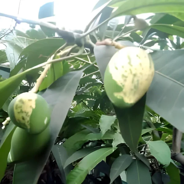 Variegated Mango Aam Grafted Fruit Live Plant - Image 4