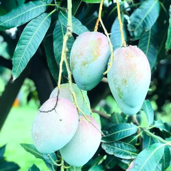 Nelam Mango Aam Grafted Fruit Live Plant - Image 2