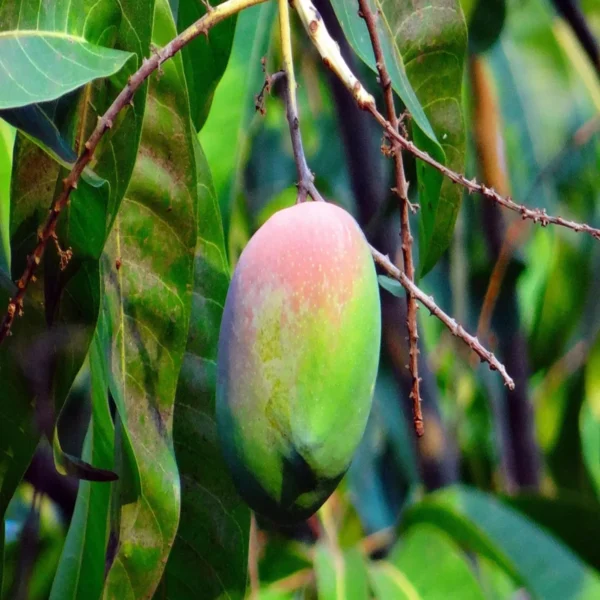 Nelam Mango Aam Grafted Fruit Live Plant - Image 3