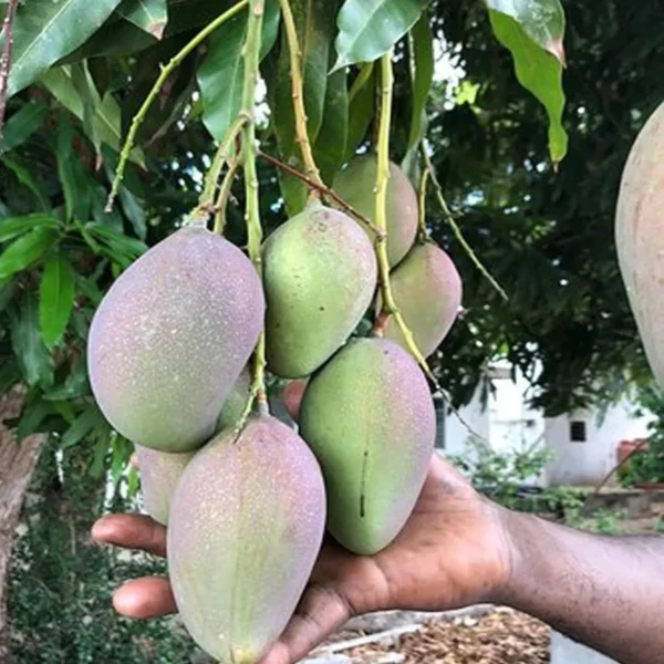 Nelam Mango Aam Grafted Fruit Live Plant - Image 4