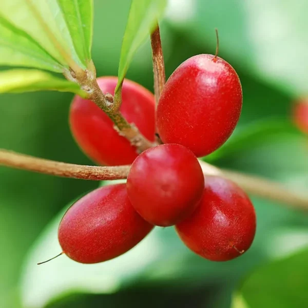 Miracle Fruit Layering/Grafted Fruit Live Plant - Image 2
