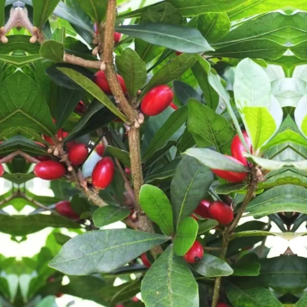 Miracle Fruit Layering/Grafted Fruit Live Plant - Image 3