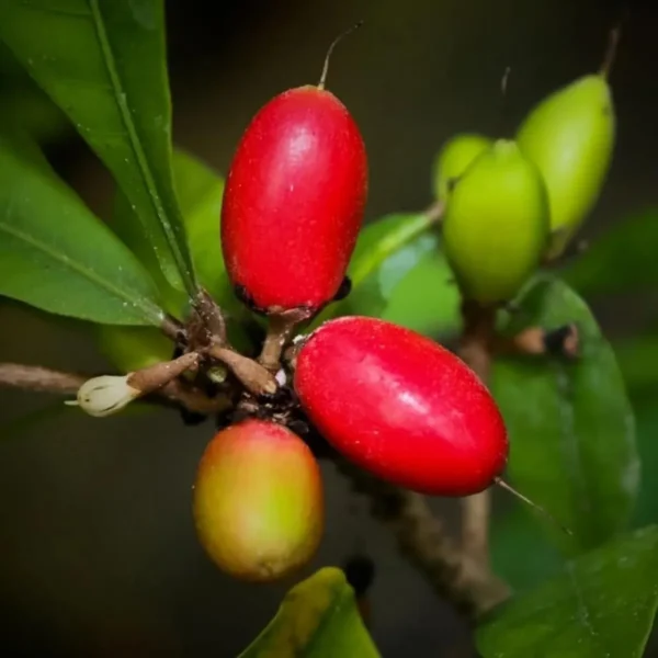 Miracle Fruit Layering/Grafted Fruit Live Plant - Image 4