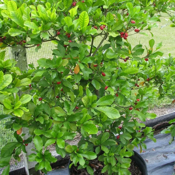 Miracle Fruit Layering/Grafted Fruit Live Plant - Image 5