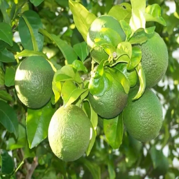 Sathgudi Mosambi Grafted Fruit Live Plant - Image 3
