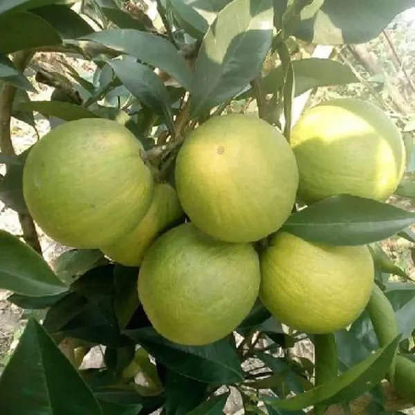 Sathgudi Mosambi Grafted Fruit Live Plant - Image 4