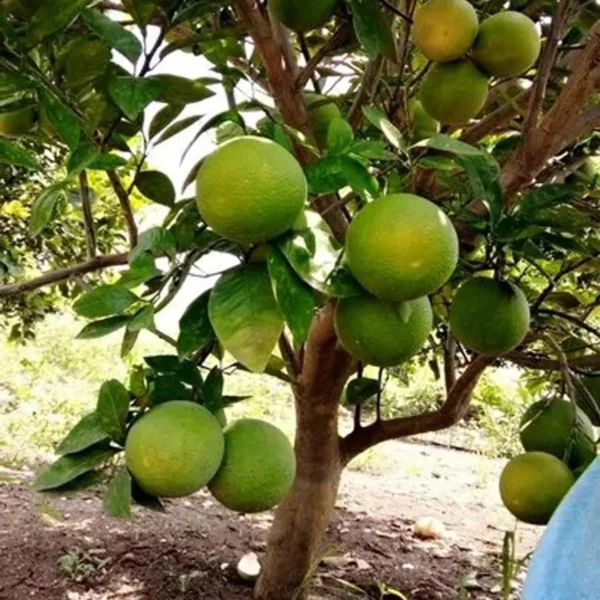 Sathgudi Mosambi Grafted Fruit Live Plant - Image 5