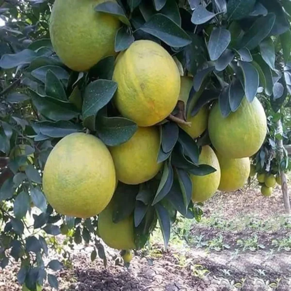 Sweet Indian Mosambi Grafted Fruit Live Plant - Image 2