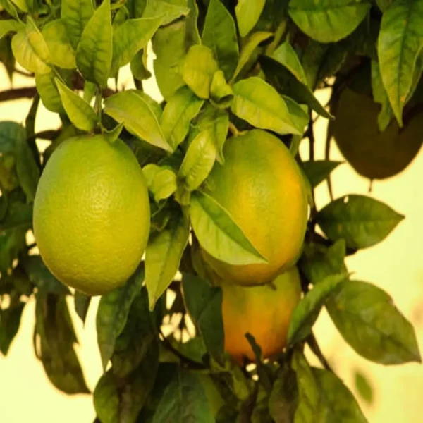 Sweet Indian Mosambi Grafted Fruit Live Plant - Image 3