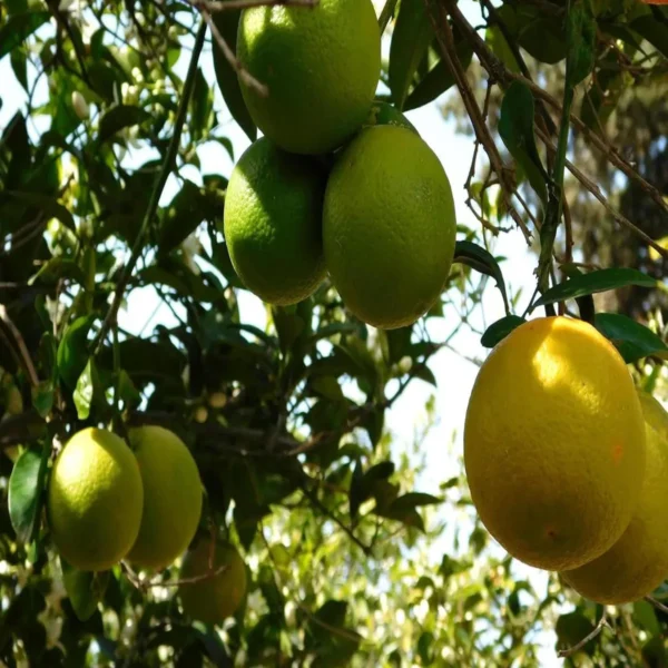 Sweet Indian Mosambi Grafted Fruit Live Plant - Image 4