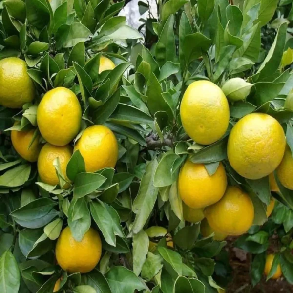 Misoriyo All Time Malta Mosambi Grafted Fruit Live Plant - Image 2