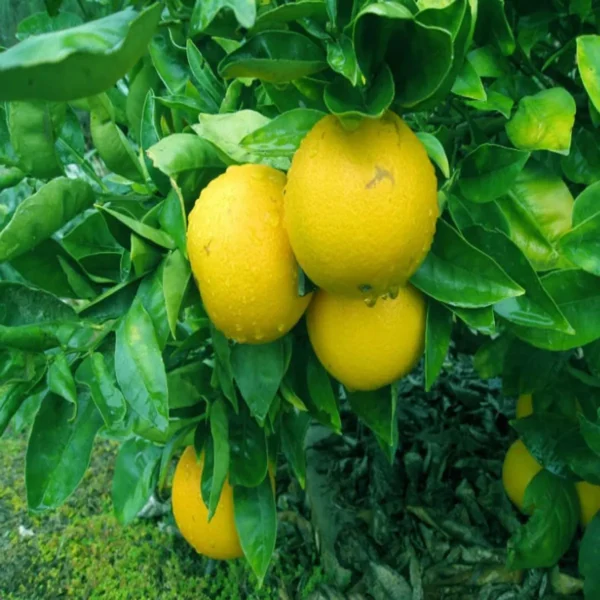 Misoriyo All Time Malta Mosambi Grafted Fruit Live Plant - Image 3