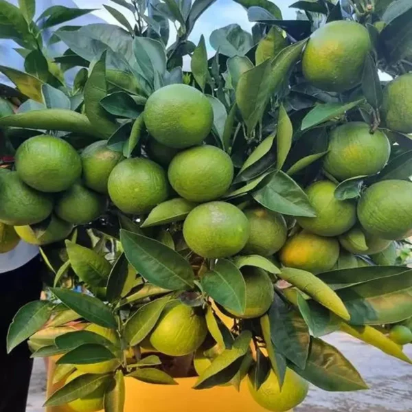 Misoriyo All Time Malta Mosambi Grafted Fruit Live Plant - Image 4