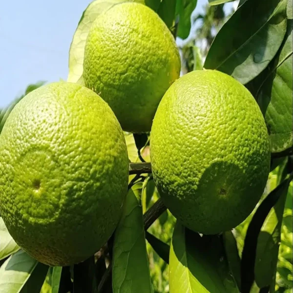 Bangladesh Sweet Bari1 Malta Lemon Organic Fruit Plant - Image 2