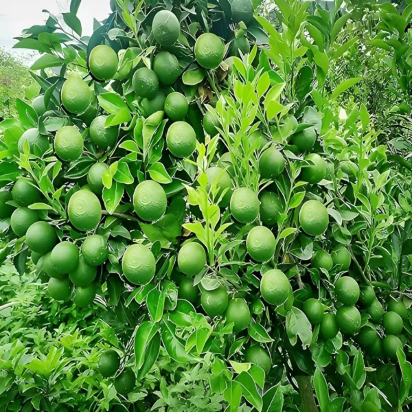 Bangladesh Sweet Bari1 Malta Lemon Organic Fruit Plant - Image 4