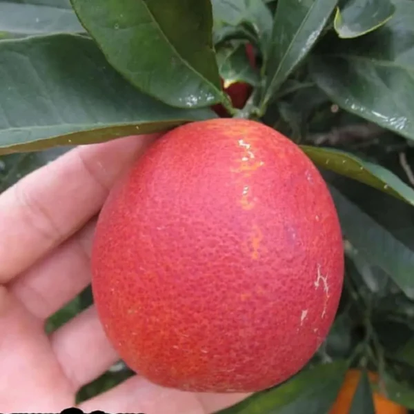 Red Malta Mosambi Grafted Fruit Live Plant - Image 2