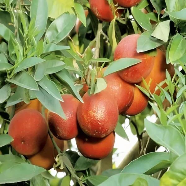 Red Malta Mosambi Grafted Fruit Live Plant - Image 3