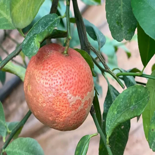 Red Malta Mosambi Grafted Fruit Live Plant - Image 4