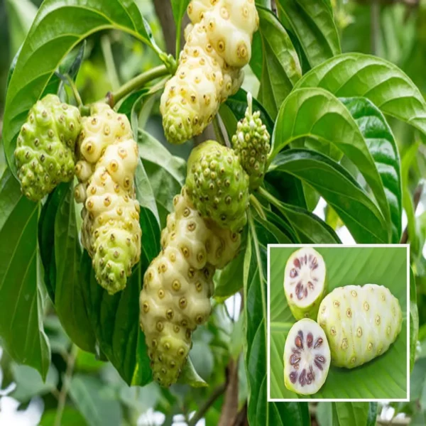 Noni Cheese Fruit Live Plant