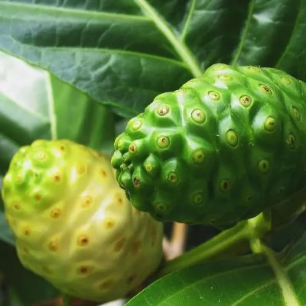 Noni Cheese Fruit Live Plant - Image 2