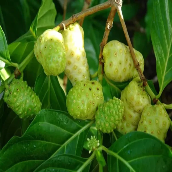 Noni Cheese Fruit Live Plant - Image 4