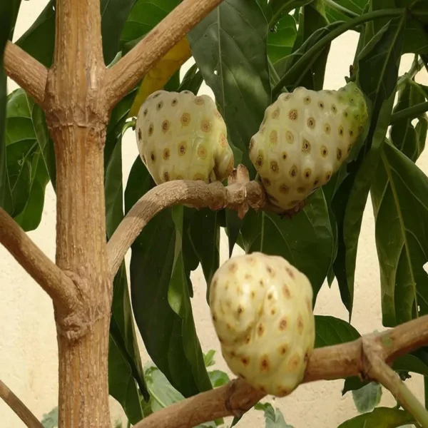 Noni Cheese Fruit Live Plant - Image 5