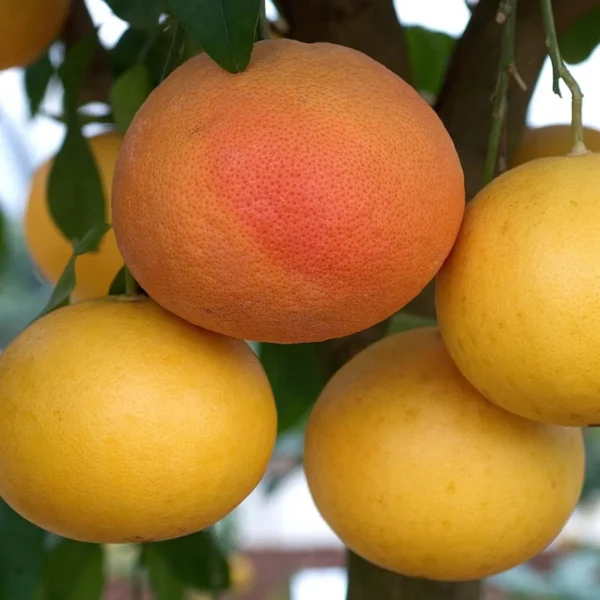 Star Ruby Grapefruit Grafted Fruit Live Plant - Image 2