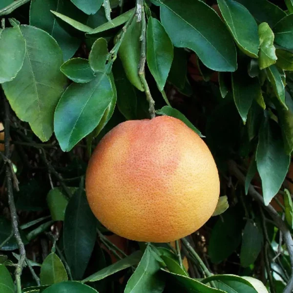Star Ruby Grapefruit Grafted Fruit Live Plant - Image 3