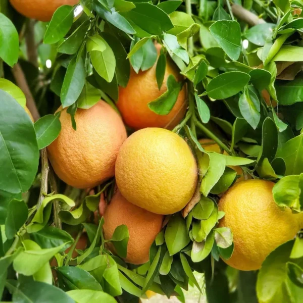 Star Ruby Grapefruit Grafted Fruit Live Plant - Image 4