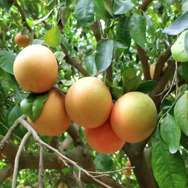 Star Ruby Grapefruit Grafted Fruit Live Plant - Image 5