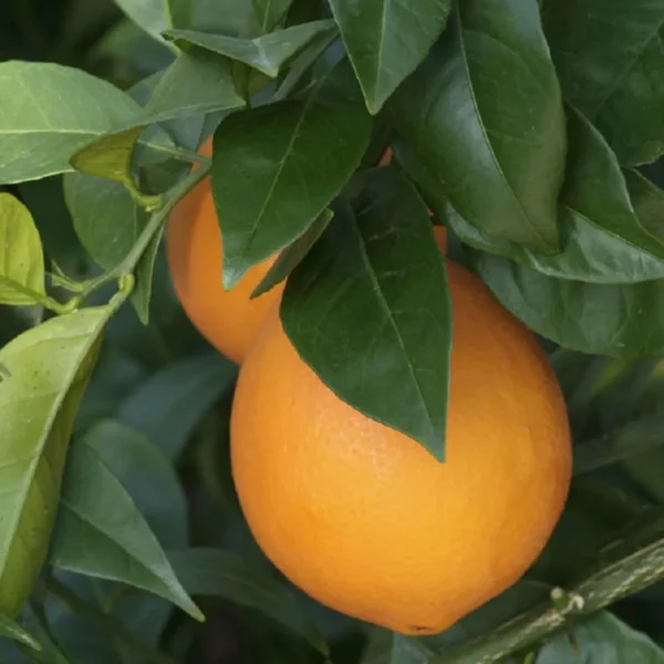 Washington Navel Orange Santra Grafted Fruit Live Plant - Image 2