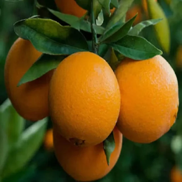 Washington Navel Orange Santra Grafted Fruit Live Plant - Image 3