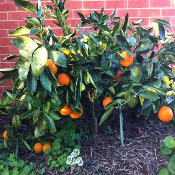 Washington Navel Orange Santra Grafted Fruit Live Plant - Image 4