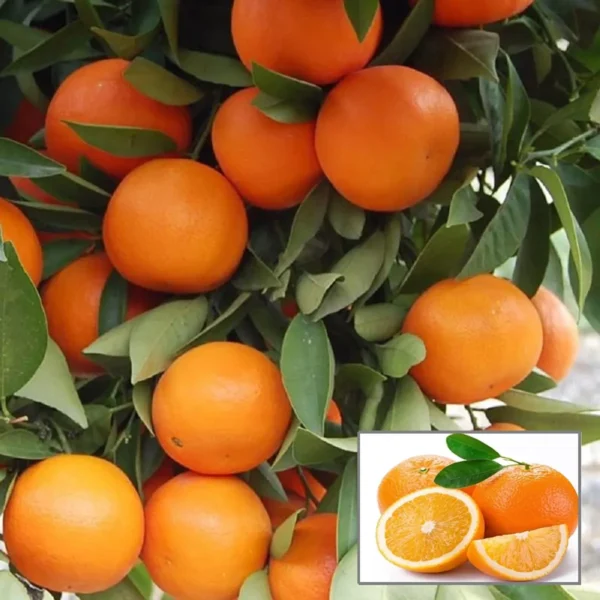 Kinnow Orange Santra Grafted Fruit Live Plant